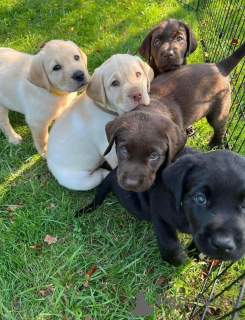 Фото №1. лабрадор-ретривер - купить в Грань за 41745₽. Объявление №160552