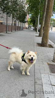 Фото №1. чау-чау - купить в Барселоне за 102044₽. Объявление №147039