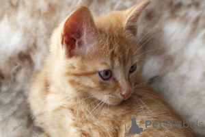 Фото №3. Немецкий Рекс Катцхен Зур усыновление. Германия