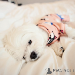 Фото №1. мальтийская болонка - купить в Хельсинки за 46384₽. Объявление №164001