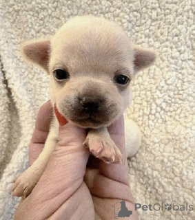 Фото №1. чихуахуа - купить в Зренджанин за договорная. Объявление №163892