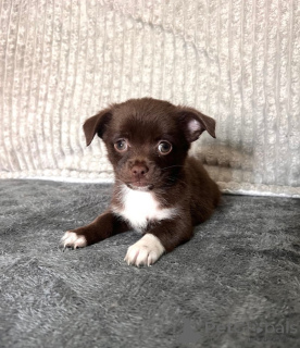 Фото №3. Красивые щенки чихуахуа кросса джек-рассела.  Германия