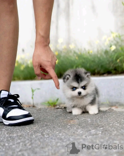 Фото №3. Teacup Shih Tzu Welpen Sind Verfügbar.  Германия