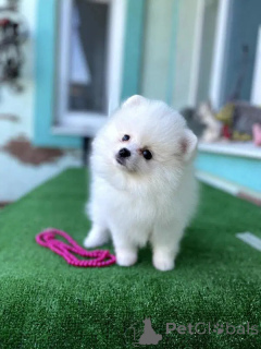 Фото №2 к объявлению №164444 о продаже померанского шпица - купить в Португалии 