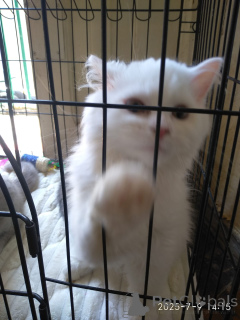 Фото №3. Шотландская страйт, фолд и хайленд, окрас серый , белый и лиловый. Грузия