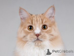 Фото №4. Продам  в Москва частное объявление - цена Бесплатно