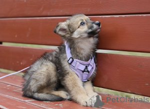 Фото №4. Продажа беспородную в Москва  - цена Бесплатно