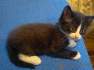 Фото №2 к объявлению №138246 о продаже  - купить в Азербайджане частное объявление