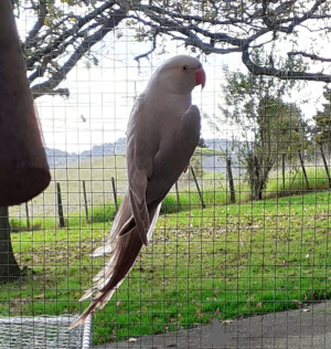 Фото №4. Продам сингапурскую в Брегенц заводчик - цена 13915₽