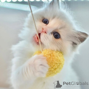 Фото №2 к объявлению №156263 о продаже рэгдолл - купить в Исландии частное объявление