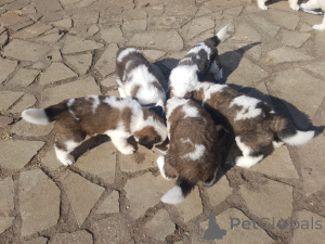 Фото №2 к объявлению №167518 о продаже сенбернара - купить в Дании частное объявление, заводчик