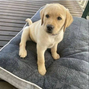 Фото №1. лабрадор-ретривер - купить в Зоссен за договорная. Объявление №157838