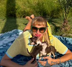 Фото №1. чихуахуа - купить в Город Теннесси за 71894₽. Объявление №167174