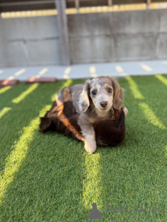 Фото №1. такса - купить в Хельсинки за 46384₽. Объявление №164019