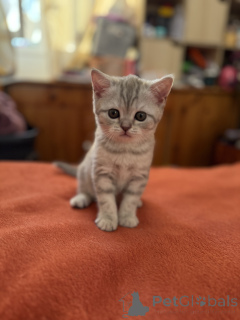 Фото №2 к объявлению №137363 о продаже британская короткошёрстная - купить в Франции частное объявление