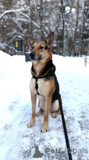 Фото №4. Продажа беспородную в Химках частное объявление - цена Бесплатно