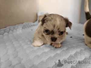 Фото №2 к объявлению №136793 о продаже  - купить в Израиле частное объявление