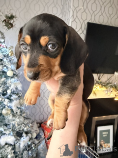 Фото №4. Продажа беспородную в Adelaide частное объявление - цена 80881₽