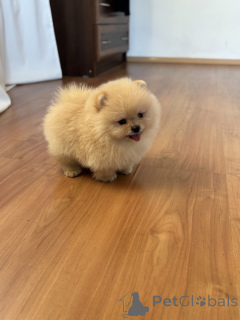 Фото №3. Мальчик медвежонок , Пух.  Россия