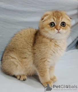 Фото №3. Scottish fold. Молдова