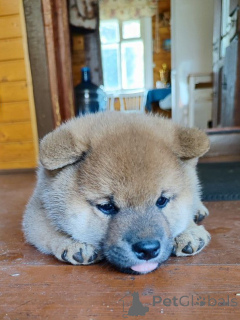 Фото №1. сиба-ину - купить в Москве реке за договорная. Объявление №155347