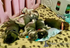 Фото №3. Bezaubernde Französische Bulldoggen-Welpen suchen ihr Zuhause fürs Leben!.  Германия