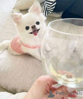 Фото №4. Продажа чихуахуа в Барселоне заводчик - цена 32468₽