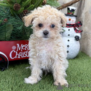 Фото №1. пудель (той) - купить в Глазго за договорная. Объявление №160902