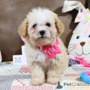 Фото №1. мальтипу - купить в Фридберг (Гессен) за 83490₽. Объявление №149576