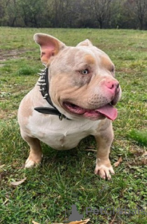 Дополнительные фото: Щенки American Bully Pocket Tricolor Merle