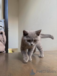 Фото №3. Британские короткошерстные котята премиум-класса готовы к вечному переезду в. Нидерланды