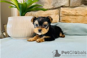 Фото №3. Teacup Yorkshire Terrier Puppy for free adoption.  Германия