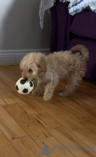 Фото №2 к объявлению №137021 о продаже кавапу - купить в Ирландии частное объявление