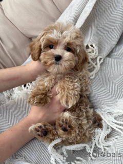 Фото №3. Maltipoo Puppy для усыновления.  США