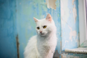 Фото №4. Продам  в Химках частное объявление - цена Бесплатно