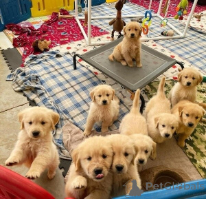 Фото №3. Gesunde, Revasrassige Golden Retriever Welpen Zu Verkaufen.  Германия
