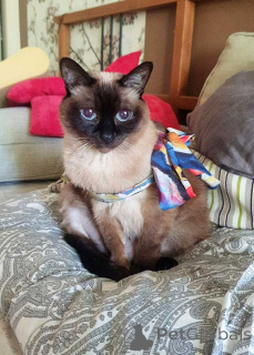 Фото №3. Ищет дом пожилая, очень нежная тайская кошка по имени Сюся. Россия