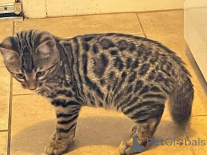 Фото №2 к объявлению №164927 о продаже бенгальская - купить в Финляндии частное объявление, заводчик