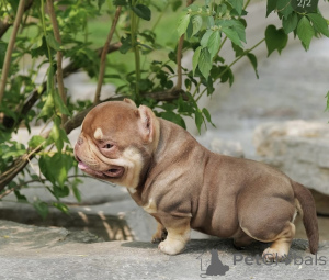 Фото №3. Нано-хулиганы на продажу.  Германия