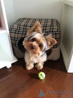 Фото №3. Щенок йорка для хорошей мамы..  Финляндия