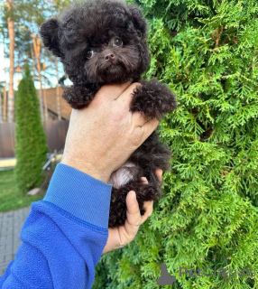 Фото №3. Дом декана Джанет Кей.  США