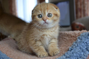 Дополнительные фото: Продаются шотландские золотые шиншиловые котята, котята рождены