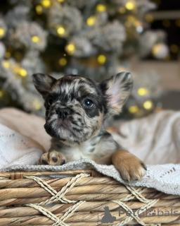 Фото №1. французский бульдог - купить в Мюнхене за 64937₽. Объявление №157288