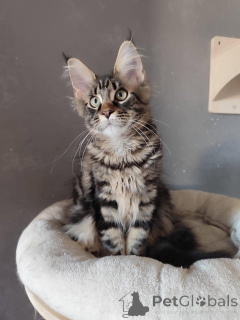 Фото №3. Gatitos azules en venta. Испания