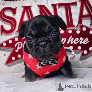 Фото №3. Franse bulldog-puppy's ter adoptie.  Германия