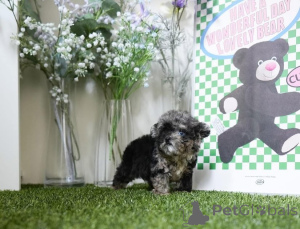 Фото №3. Дом декана Джанет Кей.  США