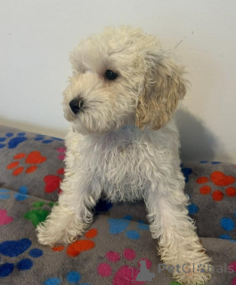 Фото №1. кавалер-кинг-чарльз-спаниель - купить в Арнсберг за 37107₽. Объявление №157686