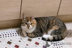 Фото №1.  - купить в Минске за Бесплатно. Объявление №166532