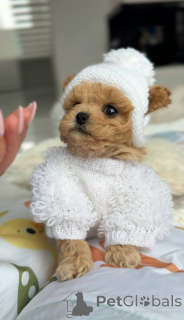 Фото №4. Продажа мальтийскую болонку в Берлине заводчик - цена договорная