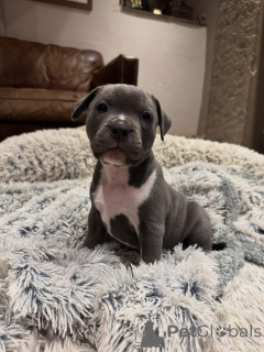 Фото №2 к объявлению №153305 о продаже стаффордширского бультерьера - купить в Германии заводчик